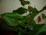 DSCF2401.jpg