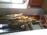 le yucca en entier