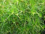 800px-Starr_070906-8513_Sagina_subulata.jpg