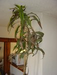 plante et plafond