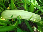 DSC00051.JPG