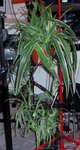 chloro-como-variegatum.JPG