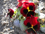 DSCN0380.JPG