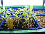 semis de tomates dans du lombricompost pur. 008.jpg