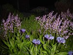 DSC04467.jpg