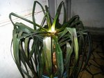 Yucca Mars 2010 (2) [640x480].JPG