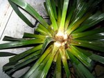 Yucca Mars 2010 [640x480].JPG