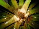 Yucca Mars 2010 (3) [640x480].JPG