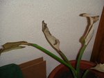 DSC01528 (Small).JPG