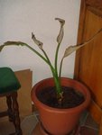 DSC01527 (Small).JPG