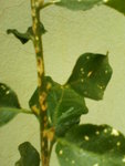 DSC00345.JPG