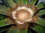 Yucca mars 2010 bis (2) [640x480].JPG