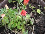 IMG_0011bis.jpg