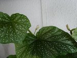 Petites fleurs pour l'instant.