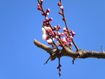 DSCN0433.JPG
