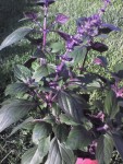 Photo 0170.jpg