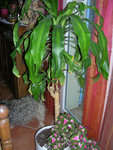 DSCN3210.JPG