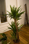 yucca1.jpg