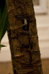 yucca2.jpg