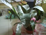 plante.JPG