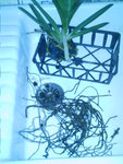 IMAG0086.JPG