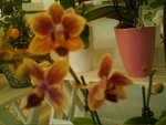 IMAG0045.JPG