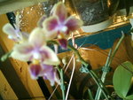 IMAG0100.JPG