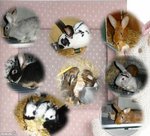 voila tous mes lapins male ,femelles et bebes