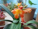 Plante fleurs orange.JPG