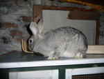 lapin6.JPG