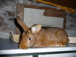 lapin11.JPG