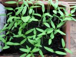 Tomate 21 mars 2010.JPG