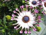 10 MAI 2008 002.jpg