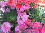 10 MAI 2008 004.jpg