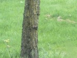 oiseaux et ancolies 005.jpg