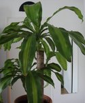 Photo de mon dracaena chéri :(