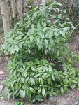 DSCF5478.jpg