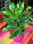 DSCN3969.JPG