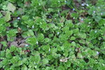 IMG_1748 b.JPG