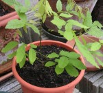 glycine
