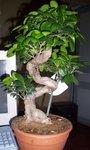 FICUS 2