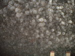 DSCN0510.JPG