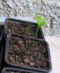 poncirus