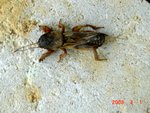 5 cm de long environ