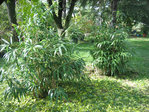img4545qa7.jpg