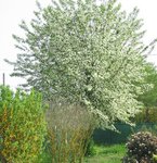 arbre inconnu ...