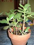 DSC01592_250x333.jpg