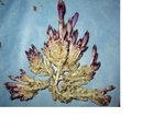 5, apparement une plante non chlorophilienne