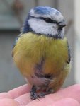 une mésange qui a fait connaissance avec ma vitre et que j'ai ramasse avant que mon chat la trouve et en fasse son 4h