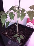 tomate repiquée en pot